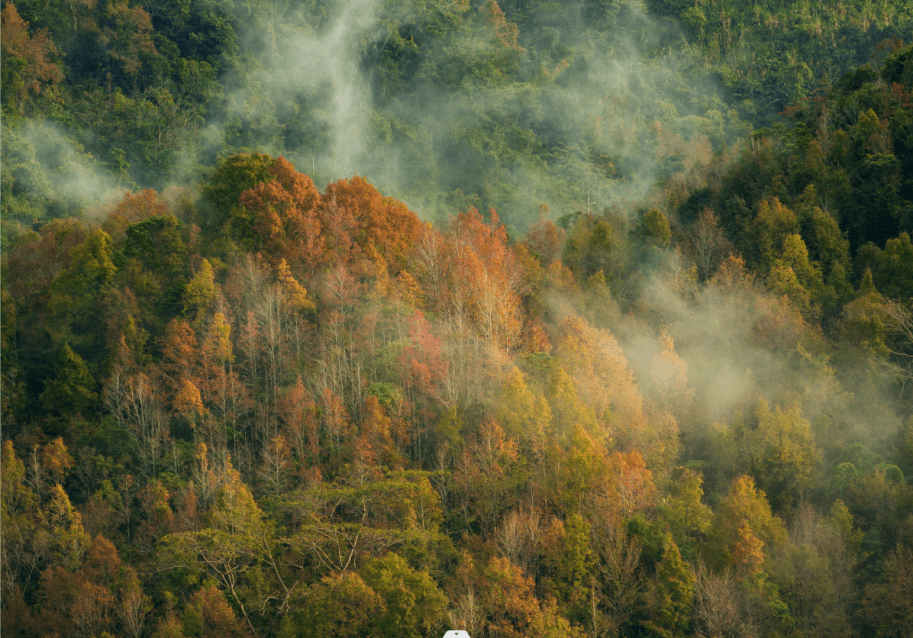 皇冠信用网登3代理_海南热带雨林国家公园有了“户口本”皇冠信用网登3代理!