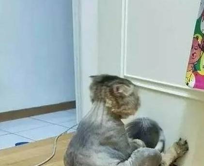 皇冠信用盘出租_每日一笑:检查出有孕立即给男友发信息皇冠信用盘出租,失误群发了,不料……