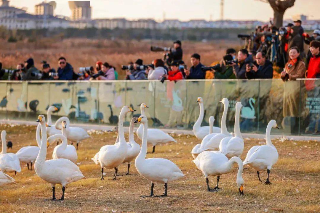 皇冠信用盘会员_“荣成样板”的秘诀是什么皇冠信用盘会员?