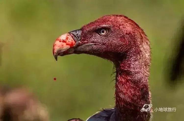 皇冠信用盘登123出租_看这一篇就够了！史上最好最详细深度的坦桑尼亚旅行攻略皇冠信用盘登123出租，没有之一