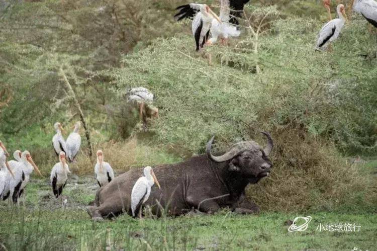 皇冠信用盘登123出租_看这一篇就够了！史上最好最详细深度的坦桑尼亚旅行攻略皇冠信用盘登123出租，没有之一