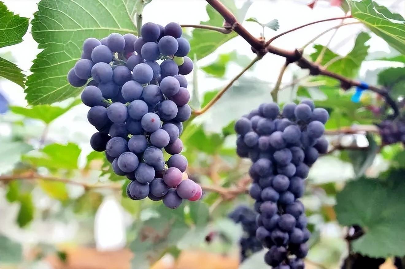 如何找当地皇冠代理_水溶肥品牌如何找当地皇冠代理,更多经销商选择它