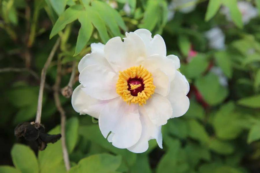 皇冠体育_@全体校友皇冠体育,齐鲁工业大学牡丹鉴赏通道开启!