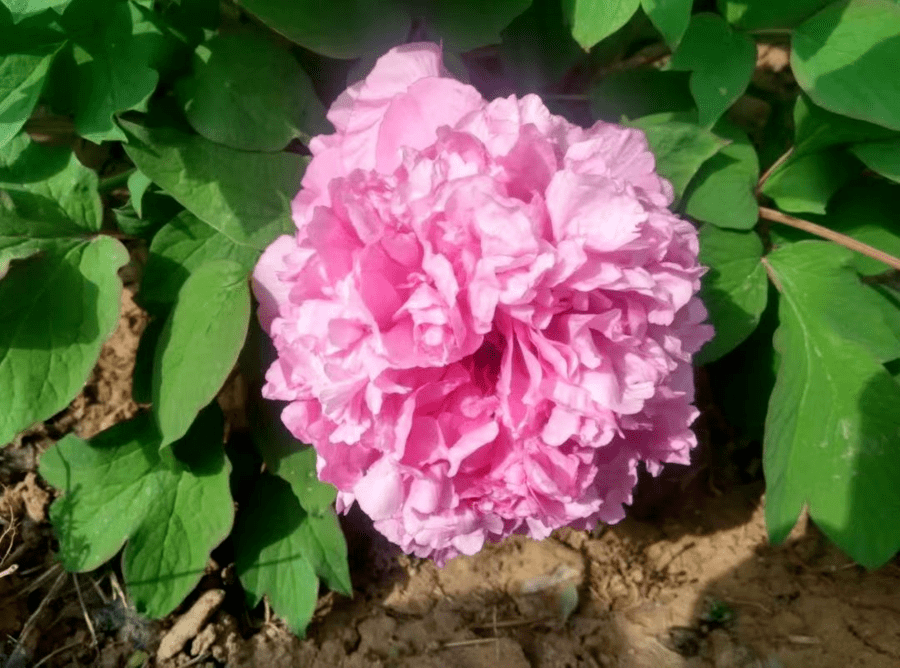 皇冠体育_@全体校友皇冠体育,齐鲁工业大学牡丹鉴赏通道开启!