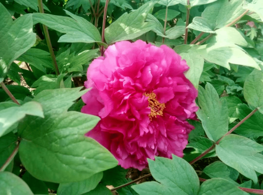 皇冠体育_@全体校友皇冠体育,齐鲁工业大学牡丹鉴赏通道开启!