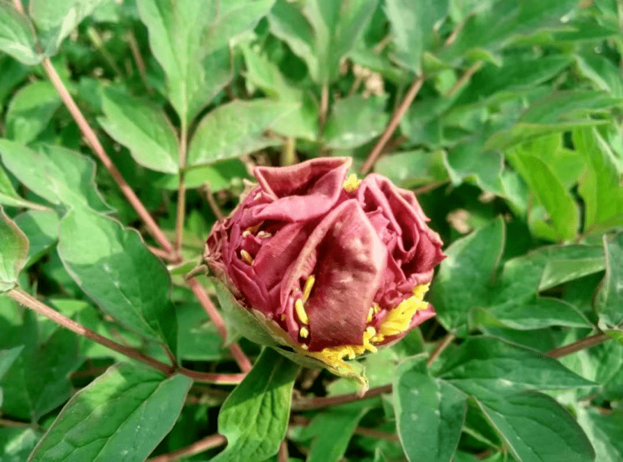 皇冠体育_@全体校友皇冠体育,齐鲁工业大学牡丹鉴赏通道开启!