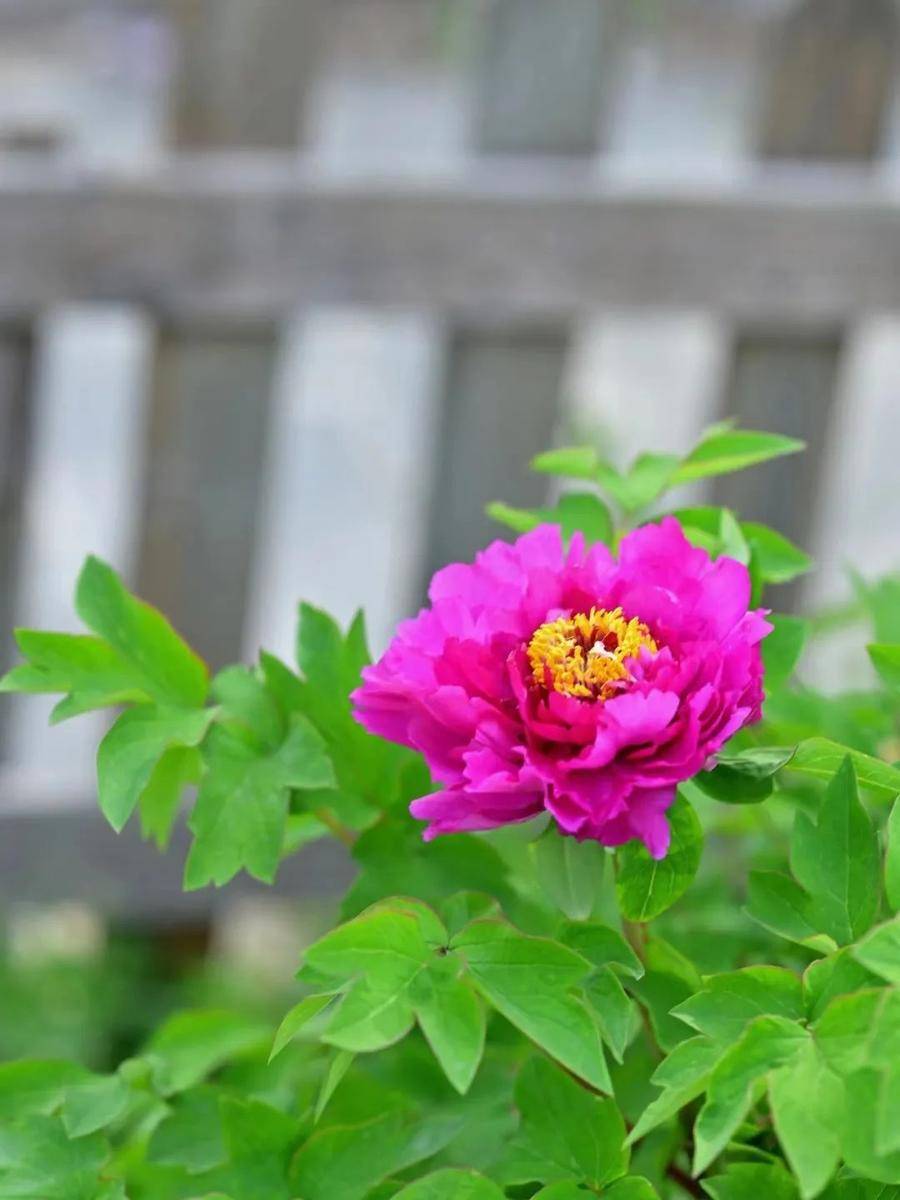 皇冠体育_@全体校友皇冠体育,齐鲁工业大学牡丹鉴赏通道开启!