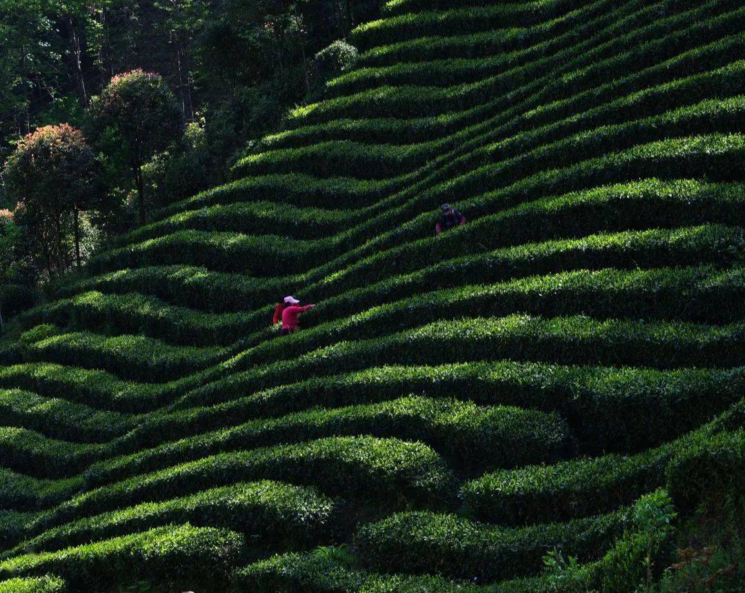 好世界杯现场直播_安康好世界杯现场直播,敬世界一杯好茶