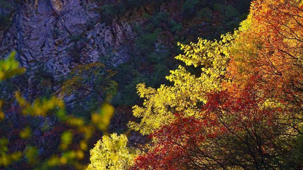 正网皇冠信用网_《人民网》关注万源:赏叶正当时