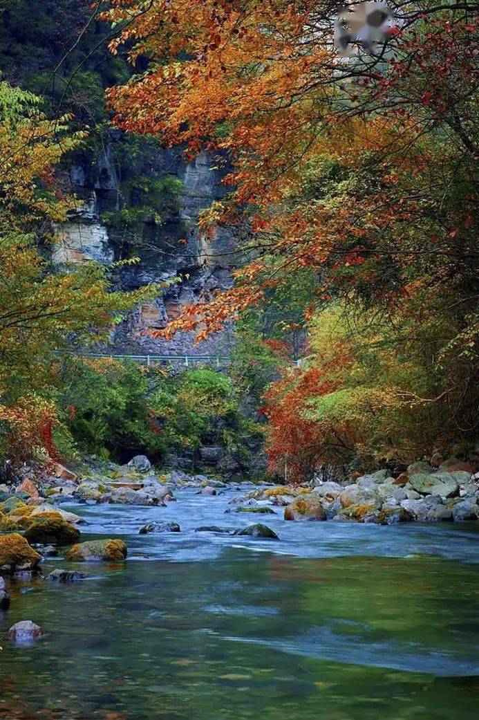 正网皇冠信用网_《人民网》关注万源:赏叶正当时