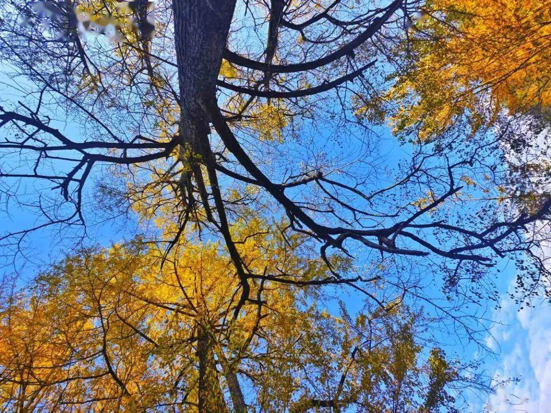 正网皇冠信用网_《人民网》关注万源:赏叶正当时