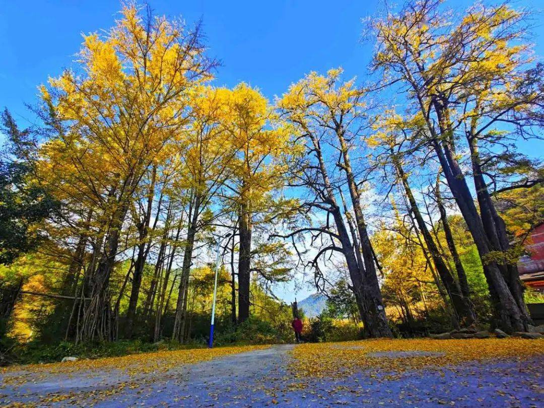 正网皇冠信用网_《人民网》关注万源:赏叶正当时