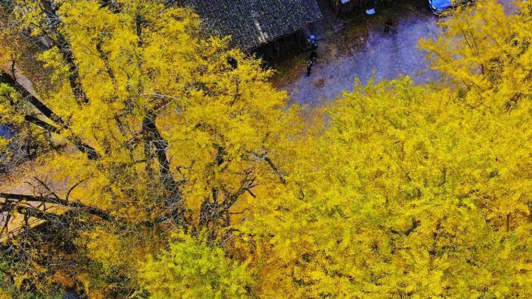 正网皇冠信用网_《人民网》关注万源:赏叶正当时