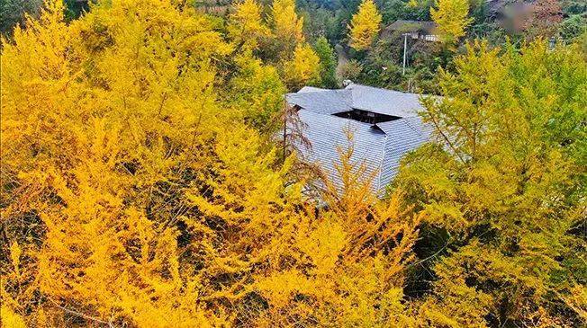 正网皇冠信用网_《人民网》关注万源:赏叶正当时