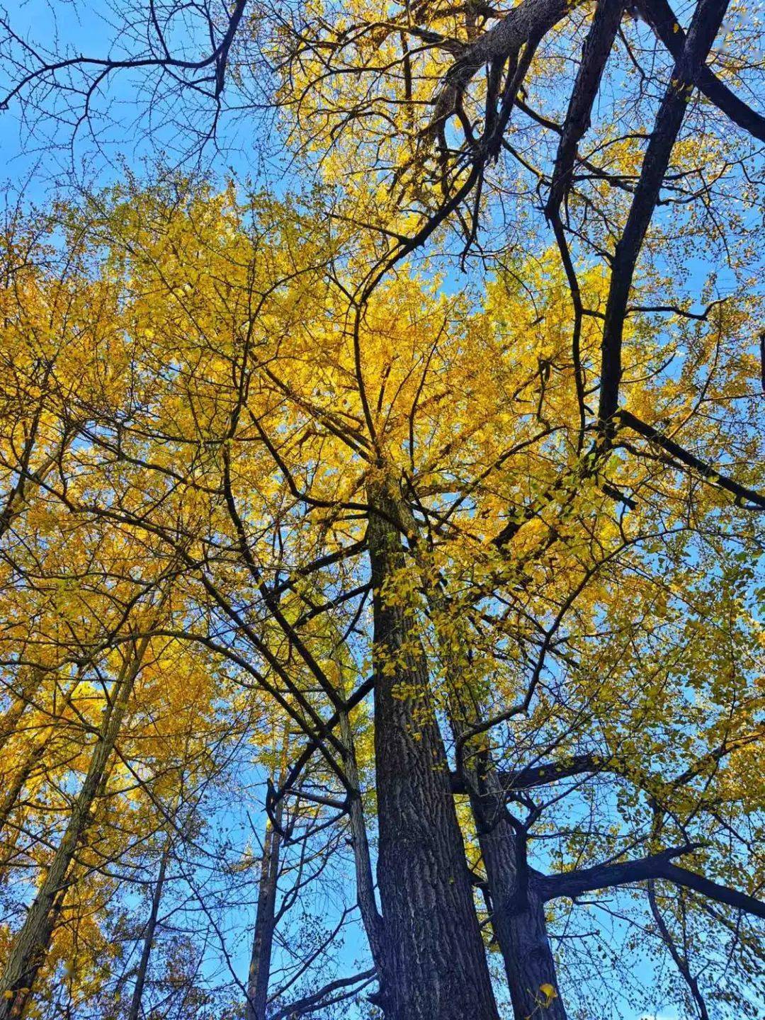 正网皇冠信用网_《人民网》关注万源:赏叶正当时