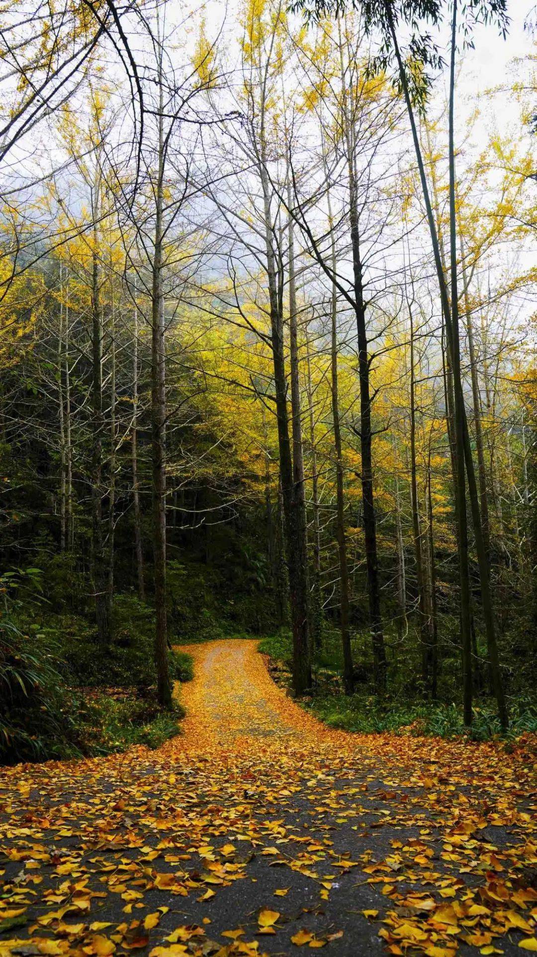 正网皇冠信用网_《人民网》关注万源:赏叶正当时