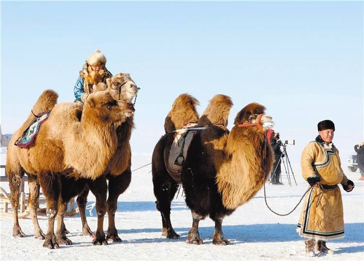 俄罗斯超级联赛_飒爽俄罗斯超级联赛!蒙古马超级联赛