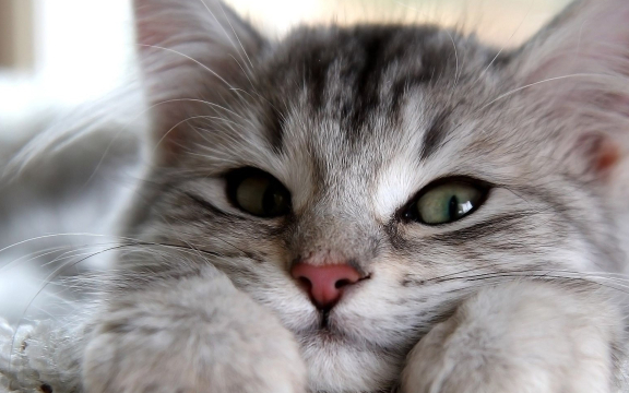 皇冠信用网结算日是哪天_你知道国际爱猫日是哪一天吗皇冠信用网结算日是哪天?