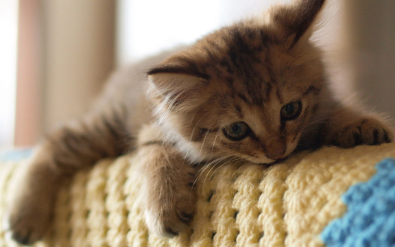 皇冠信用网结算日是哪天_你知道国际爱猫日是哪一天吗皇冠信用网结算日是哪天?