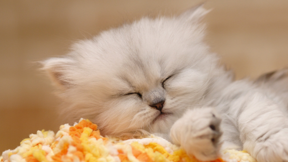 皇冠信用网结算日是哪天_你知道国际爱猫日是哪一天吗皇冠信用网结算日是哪天?