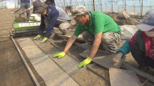 正网皇冠信用网_央广网:吉林延吉水稻育秧正当时