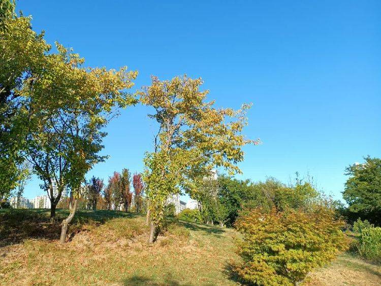 皇冠登一登二登三区别_花上月令 登秋高(外三首)