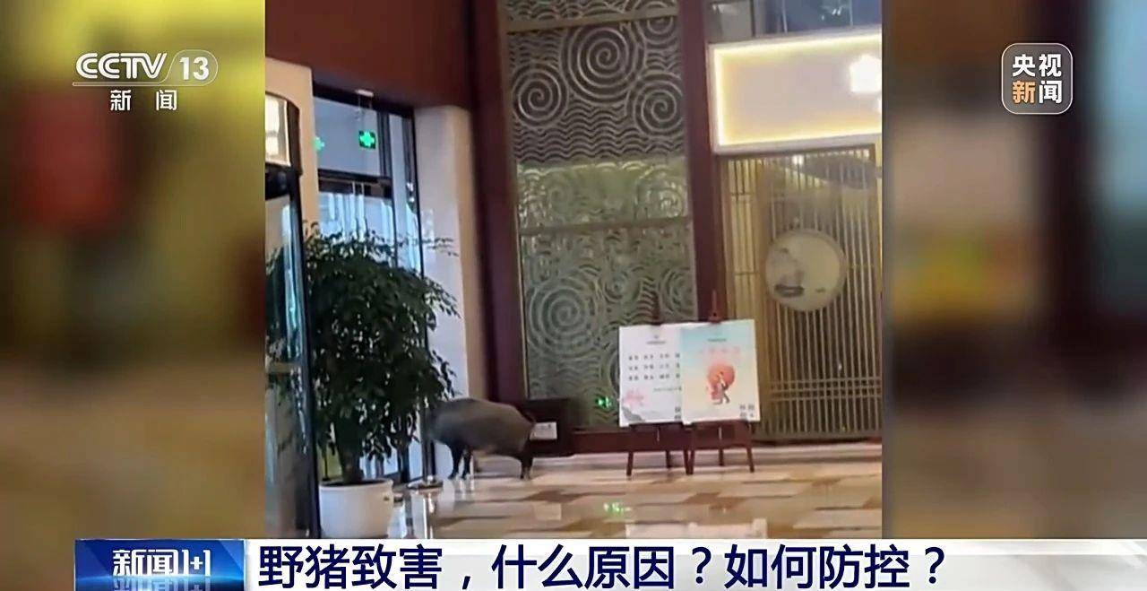 皇冠信用平台出租出售_动车撞上野猪皇冠信用平台出租出售,机械师下车检查遭对向高铁撞击身亡,事发时速130公里