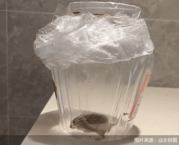 皇冠信用网在线注册_老鼠乱窜、直饮水发黄皇冠信用网在线注册,北京业主千万元买的和锦诚园居然是这样