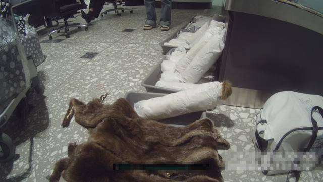 皇冠信用网在线申请_女子抱猫入境为何神色慌张皇冠信用网在线申请?袋内竟藏了46张水獭皮