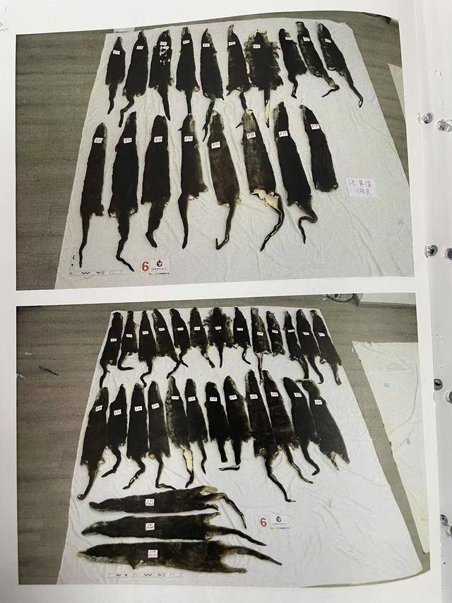 皇冠信用网在线申请_女子抱猫入境为何神色慌张皇冠信用网在线申请?袋内竟藏了46张水獭皮