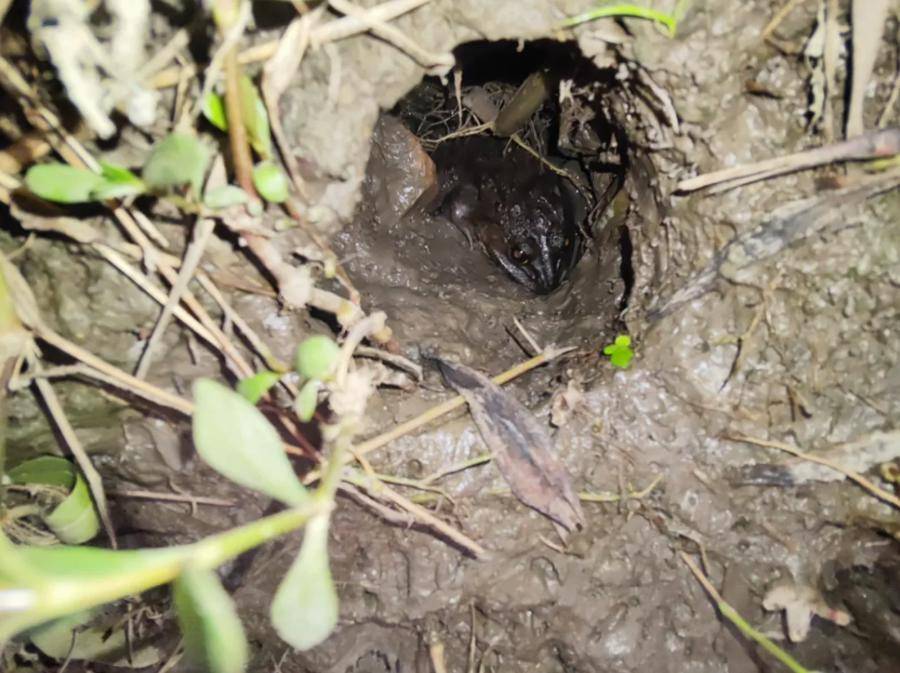 皇冠会员如何申请_曾经遍地的“田鸡”十几年看不到一只皇冠会员如何申请,国家二级保护动物正拼命回归