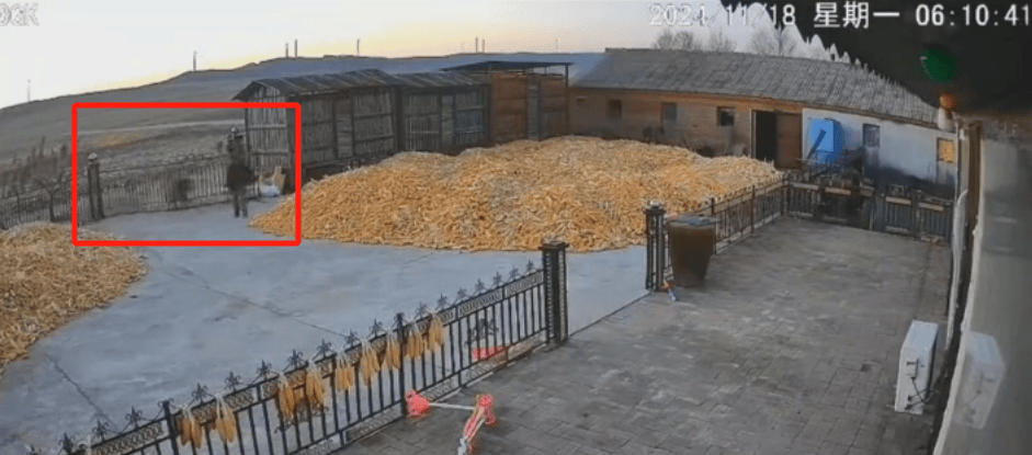 皇冠信用登2代理网址_老虎扑咬 73 岁老人撞到铁栅栏皇冠信用登2代理网址,家属:老虎咬人后欲闯我家