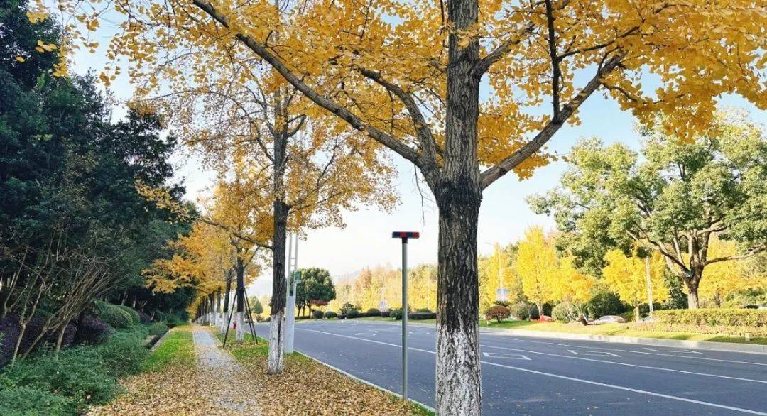 皇冠信用網在哪里开通_零下3℃!杭州人挺住皇冠信用網在哪里开通,连续两波!羽绒服要准备了……