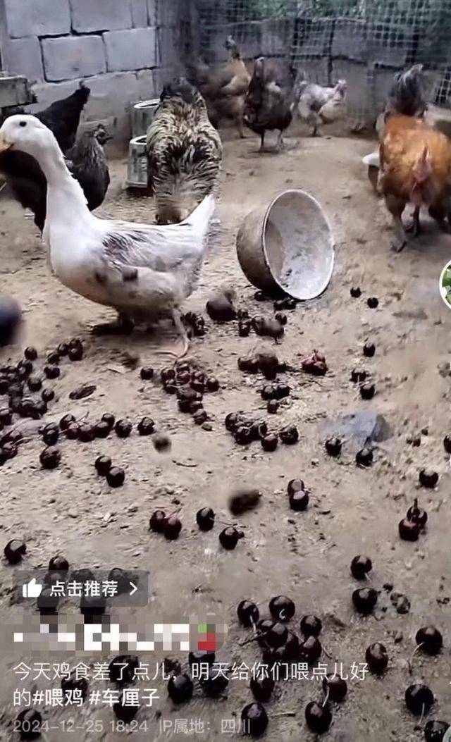 Authentic Crown Credit Network Agent_车厘子喂鸡惹争议 四川汉源果农回应:旧视频Authentic Crown Credit Network Agent,喂鸡的是“次果”