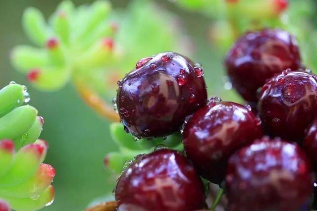 Authentic Crown Credit Network Agent_车厘子喂鸡惹争议 四川汉源果农回应:旧视频Authentic Crown Credit Network Agent,喂鸡的是“次果”