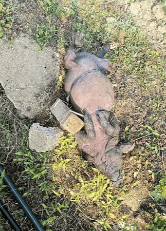 hga030.com Mobile Login
_村庄水井内发现被绑石头死猪hga030.com Mobile Login
,“一半村民饮用水源”,广西荔浦警方介入