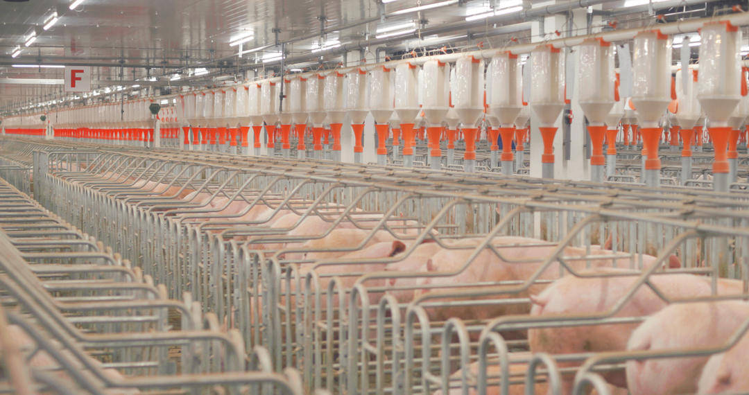 ag mos022皇冠_新希望集团董事长刘永好:从华西都市报到封面新闻ag mos022皇冠,变革、创新的精神一直延续|时代的封面·人物