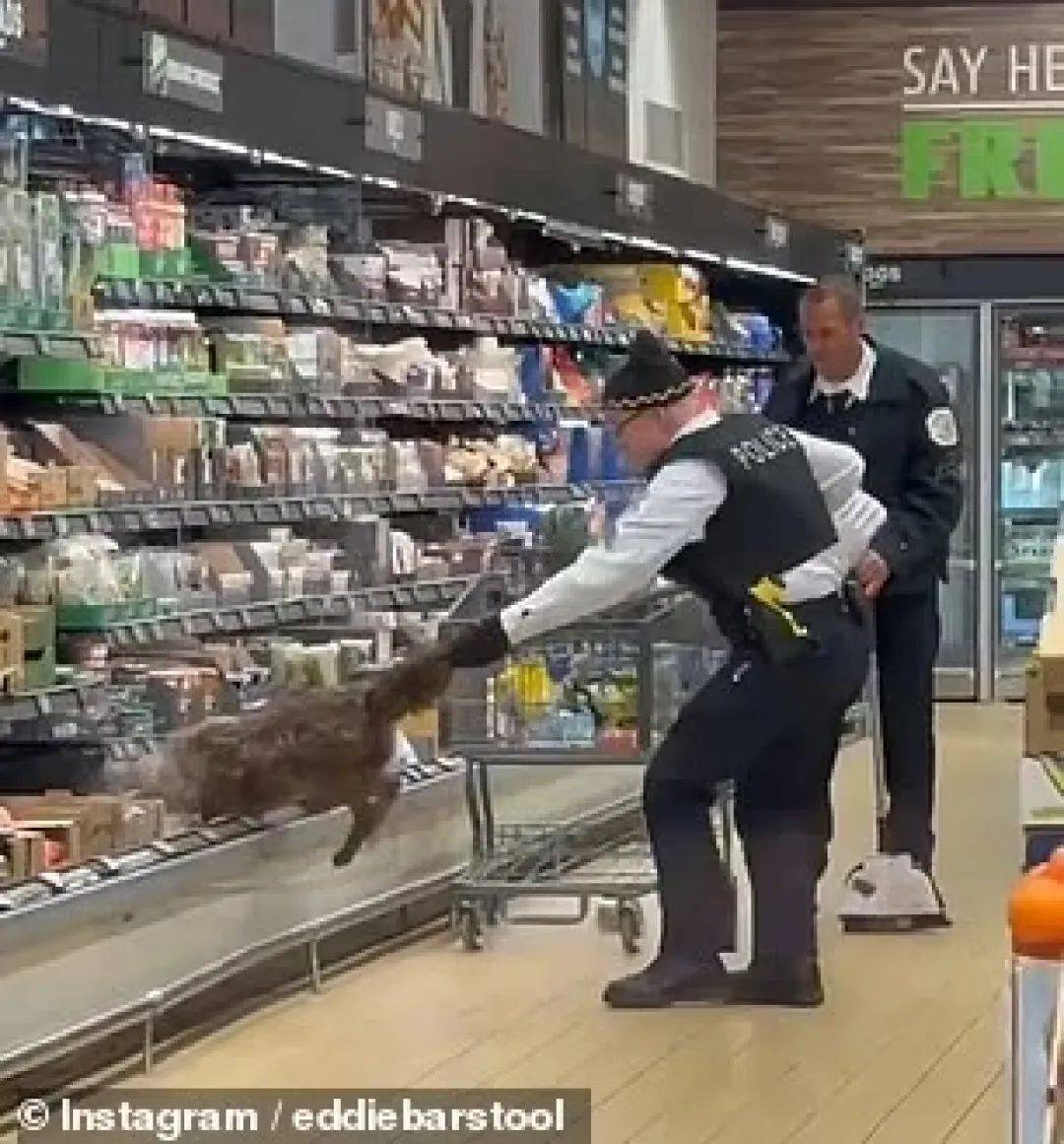 皇冠信用网怎么代理_超市冷藏柜竟拉出一只活狼皇冠信用网怎么代理,在场顾客惊呆了!