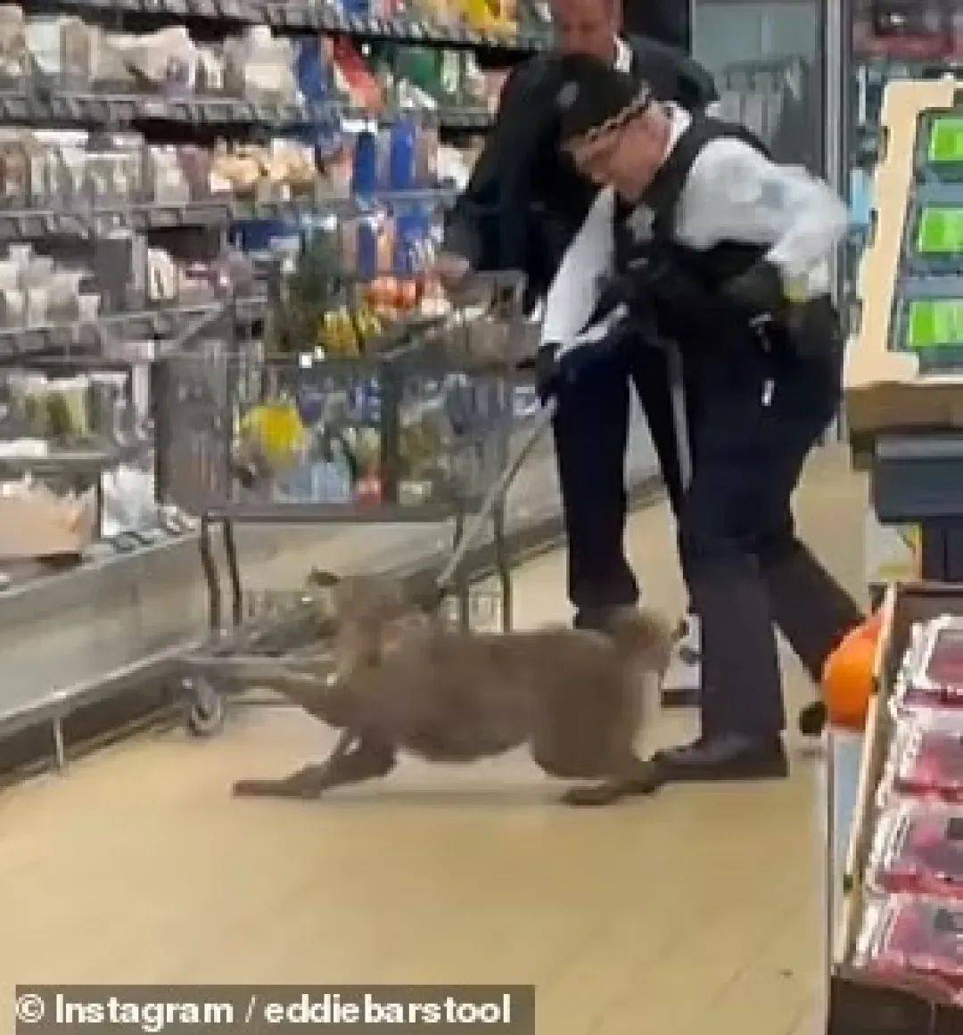 皇冠信用网怎么代理_超市冷藏柜竟拉出一只活狼皇冠信用网怎么代理,在场顾客惊呆了!