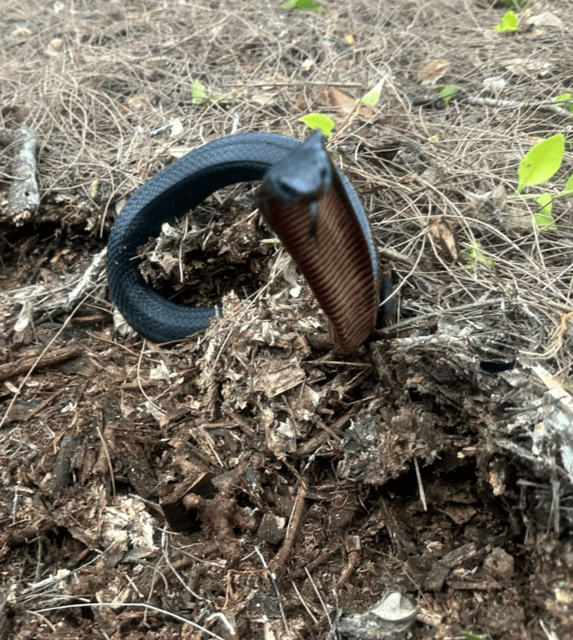 皇冠信用网会员_致命危险!澳大利亚一户人家花园中抓出102条毒蛇皇冠信用网会员,其中97条新生不久