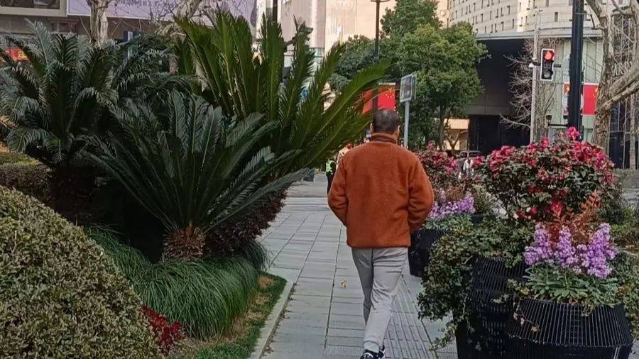 皇冠信用网平台开户_不是扎脸就是扎头皇冠信用网平台开户,还有毒!上海街头这种行道树合适吗?