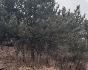 皇冠信用网出租_北京2区飘雪！明天局地中到大雪皇冠信用网出租，气温骤跌