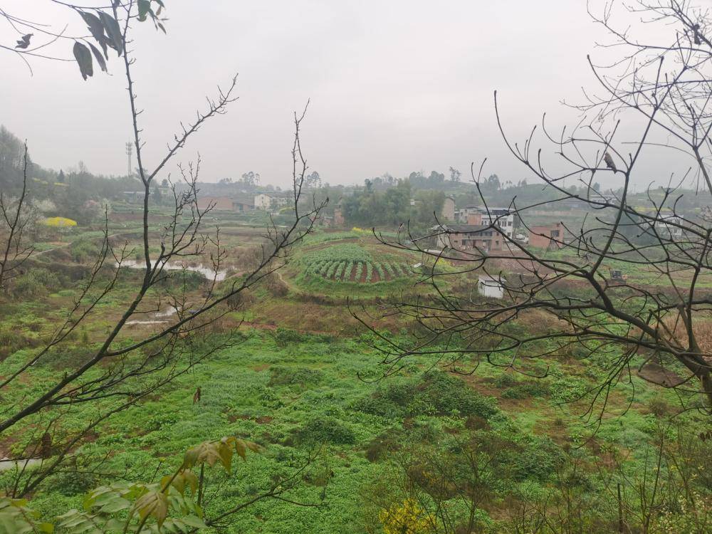 皇冠信用網开户_街道办违法强拆120亩鱼塘皇冠信用網开户，致37万斤鱼损失被判赔380万，回应称无赔付能力可法拍资产抵债