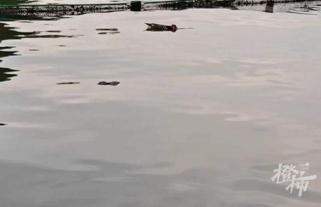 皇冠信用網登3代理申请
_西湖里的鸳鸯被弹弓打死? 景区介入调查皇冠信用網登3代理申请
,已初步锁定伤害小鸳鸯的人