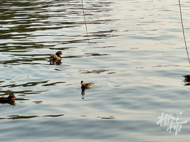 皇冠信用網登3代理申请
_西湖里的鸳鸯被弹弓打死? 景区介入调查皇冠信用網登3代理申请
,已初步锁定伤害小鸳鸯的人