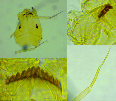 皇冠信用网平台开户_上海发现神秘生物皇冠信用网平台开户！中国从未记录！会咬人吗？官方回应！