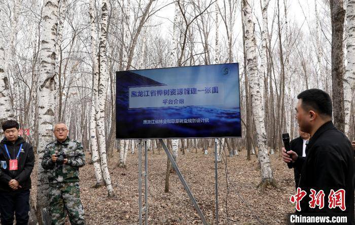 皇冠信用盘代理申请
_黑龙江:今年预计采集20万吨桦树汁 带动林区增收超4亿元