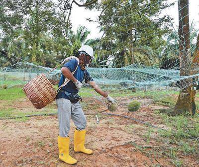 皇冠信用盘如何注册_“马来西亚和中国合作实现皇冠信用盘如何注册了双赢”