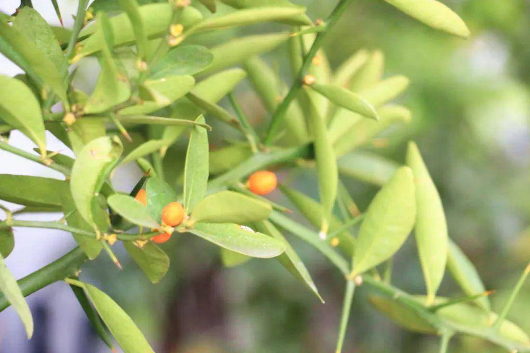 皇冠信用哪里申请
_男子花2850元在网上购买数十株野生金豆皇冠信用哪里申请
,因危害国家重点保护植物罪获刑