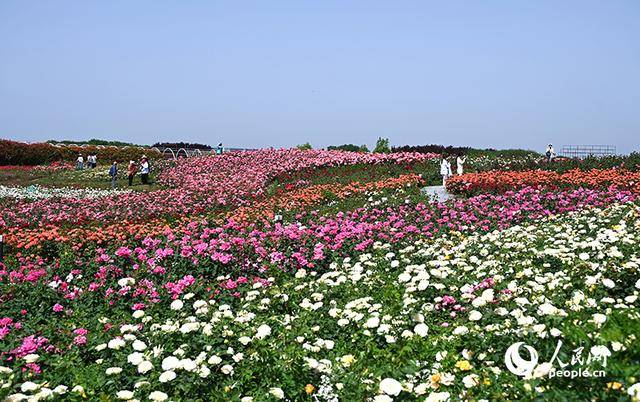 皇冠登1登2登3代理
_河南南阳:月季满城绽放“花样经济”